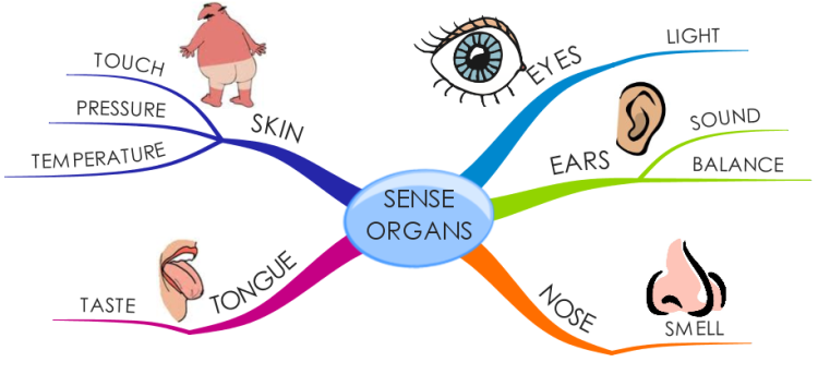 Five Sense Organs