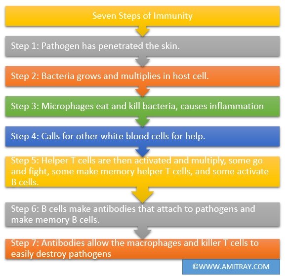 Seven Steps of Immunity