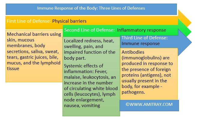 Three Lines of Defenses Immune Response