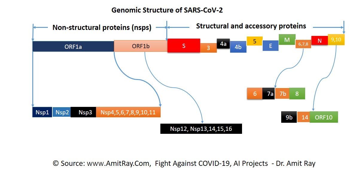 Genomic Structure of SARS-CoV-2