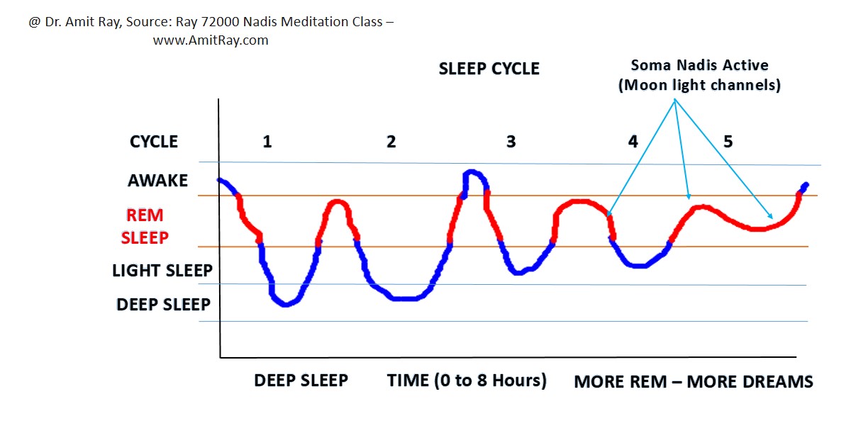 Sleep cycles - REM sleep