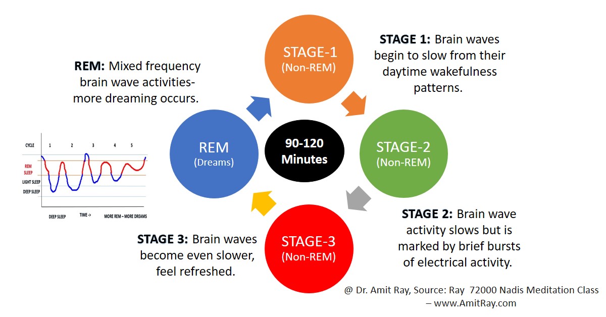 Sleep Cycle Stages REM and Non-REM 