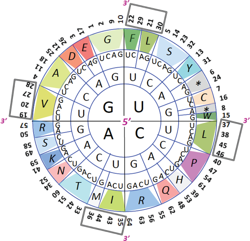64 codons and the chakras